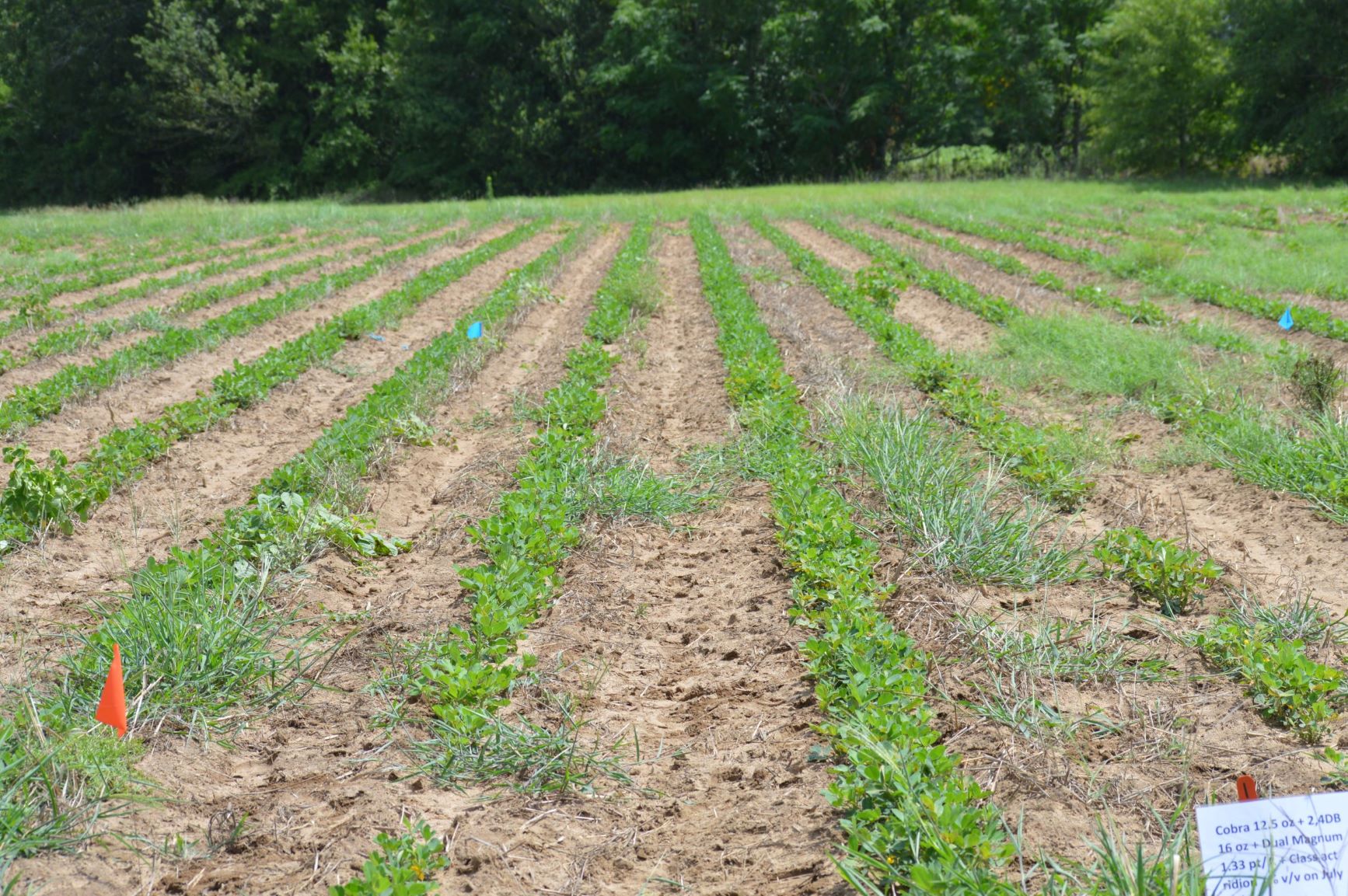 Cost-saving Options for Peanut Weed Control