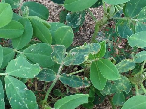 Peanut Pest Alert:  Don’t let THRIPS trip you!